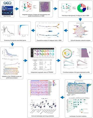 Integration analysis of single-cell and spatial transcriptomics reveal the cellular heterogeneity landscape in glioblastoma and establish a polygenic risk model